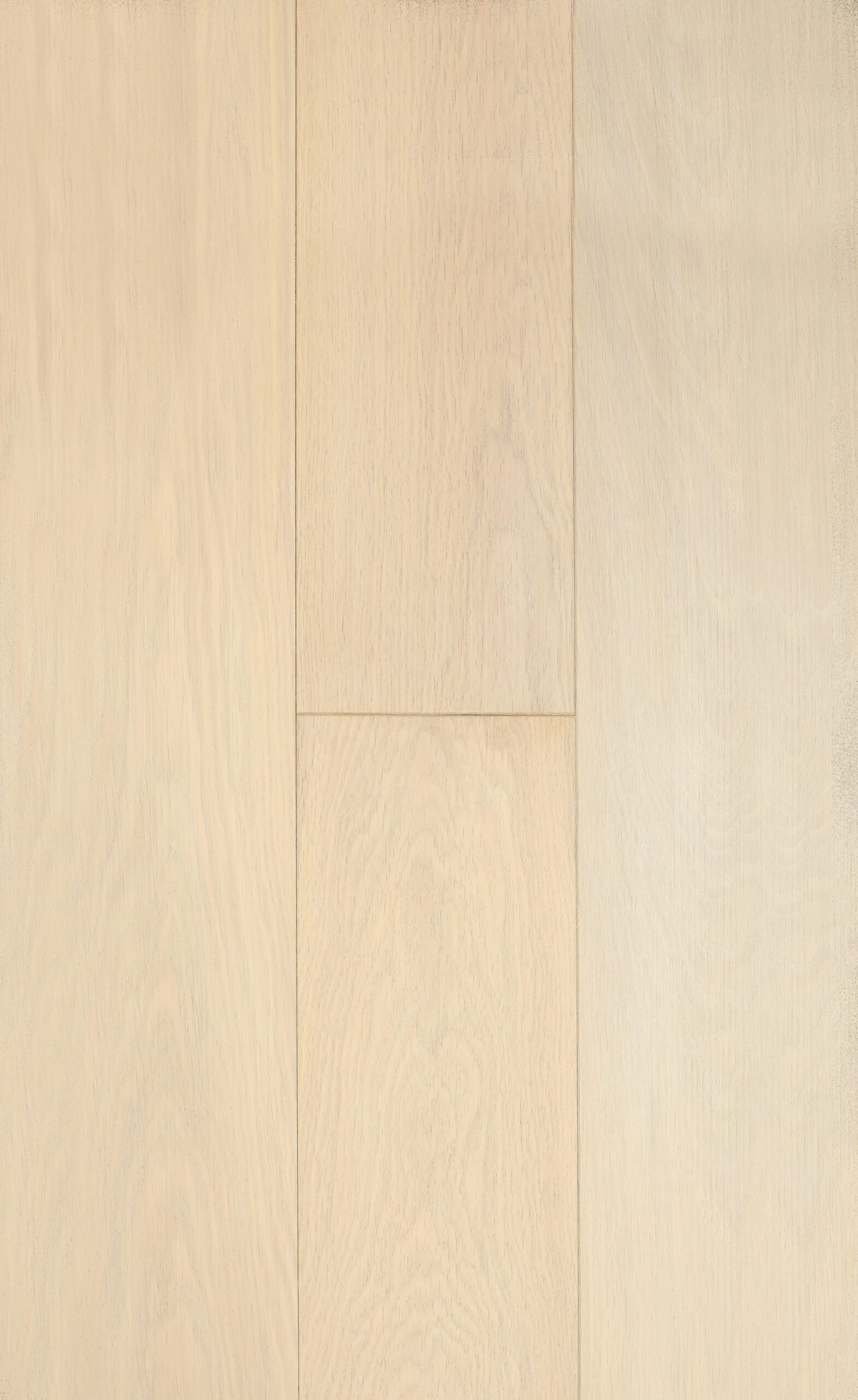 acacia-copy-scaled